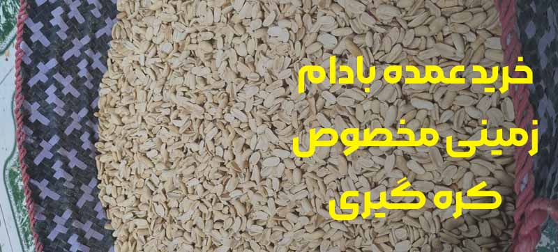 خرید عمده بادام زمینی مخصوص کره گیری ایرانی