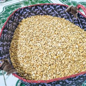 بادام زمینی مخصوص کره گیری ۱۰ کیلویی سوپر ممتاز - ویژه عطاری و کافه