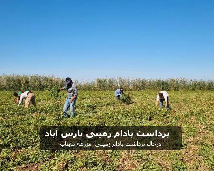 آشنایی با بادام زمینی پارس آباد مغان 1404 2 برداشت بادام زمین پارس آباد مغان 2