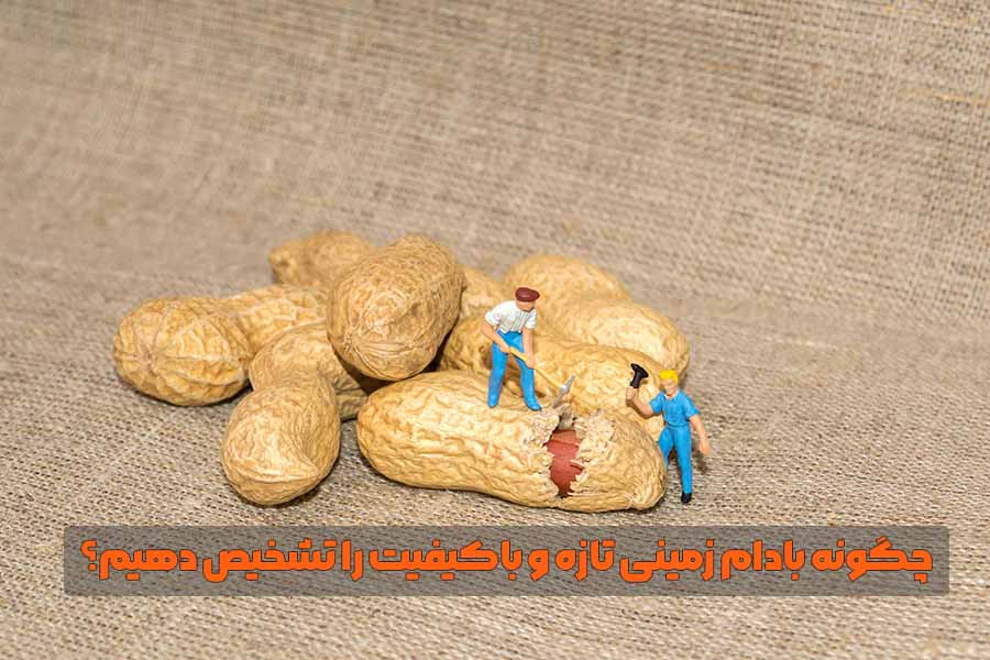 چگونه بادام ‌زمینی تازه و باکیفیت را تشخیص دهیم؟

