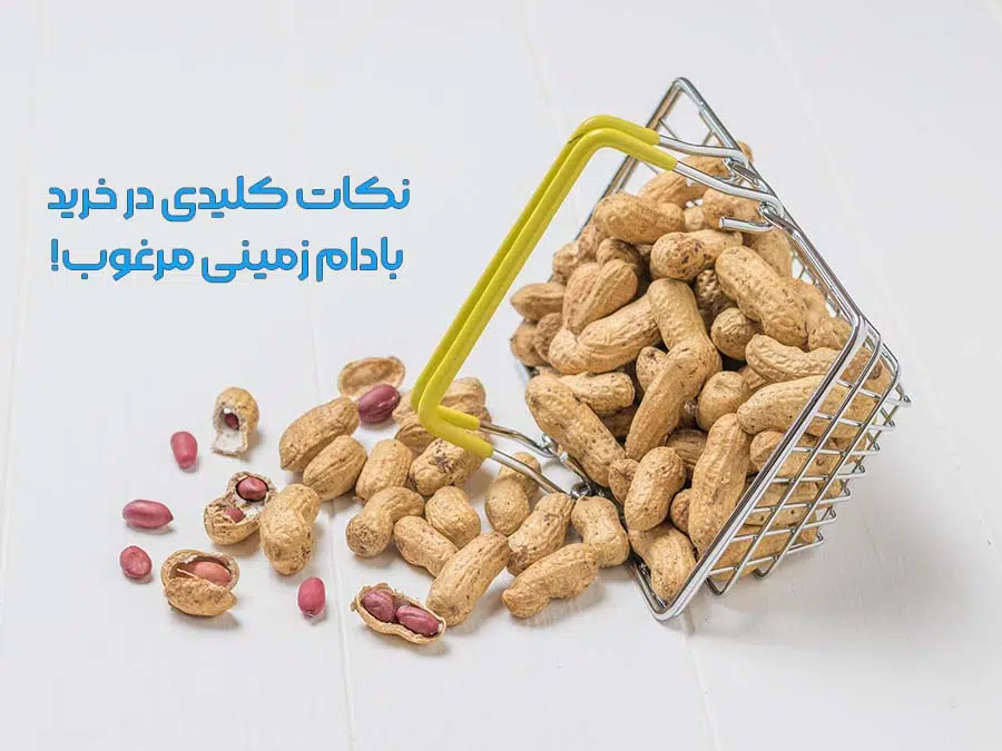 چگونه بادام زمینی تازه و با کیفت را تشخیص دهیم 2 نکات کلیدی در خرید بادام زمینی مرغوب!
