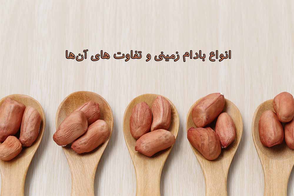 انواع بادام‌ زمینی و تفاوت‌ های آن‌ها