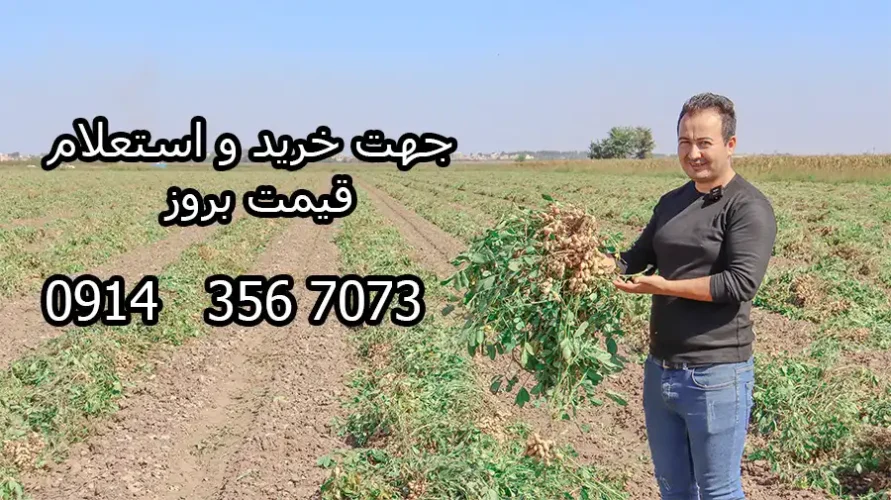 بادام زمینی عمده آجیلی شور به صورت عمده 3 خرید و فروش عمده بادام زمینی بادام زمینی آستانه و دشت مغان