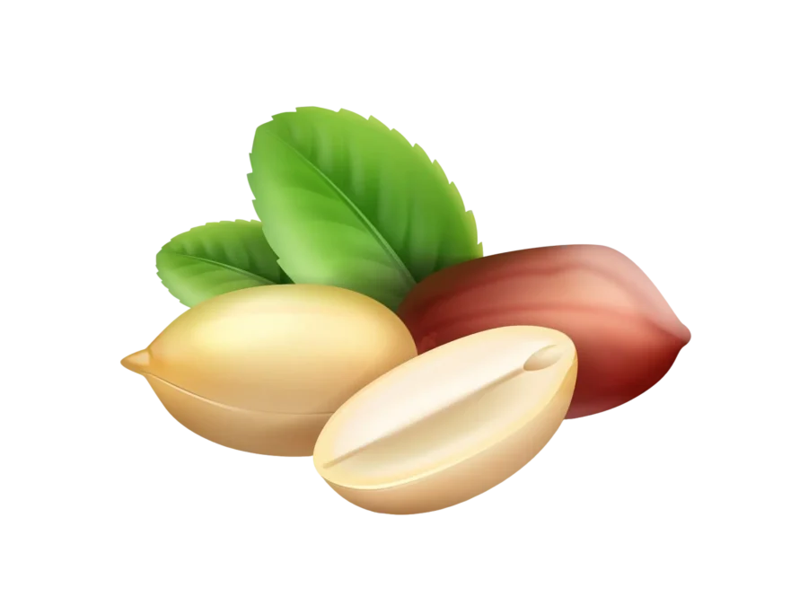 vector realistic peanut kernels with leaves closeup side view isolated white background
